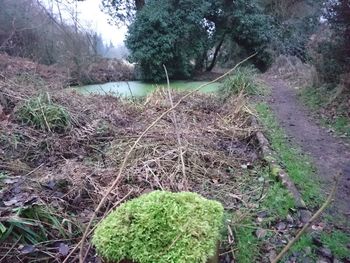 Plants and trees against sky