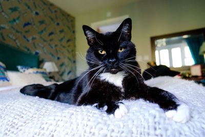 Portrait of cat on bed at home