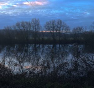 Reflection of bare trees in lake