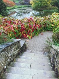 View of flowers in pond