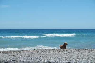 Dog on beach against clear sky