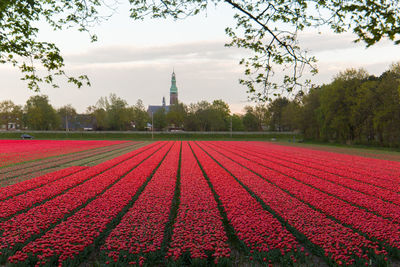 Red flowering plants on field against sky