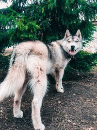 Portrait of dog standing on field