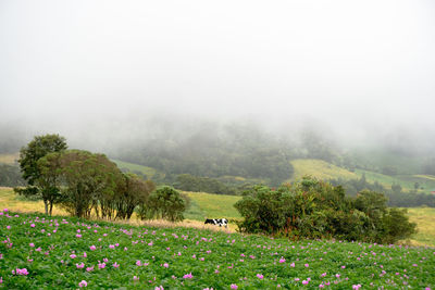 Scenic view of field against sky