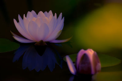 Close-up of purple water lily