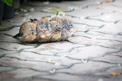Zebra dove family together for warmth after rain stopped.