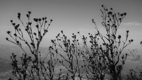 Low angle view of flowering plants against sky