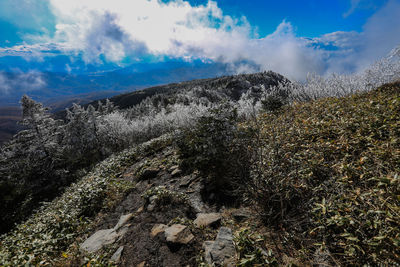 Low angle view of trees on mountain against sky