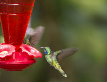 Close-up of red bird flying