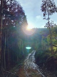 Scenic view of forest against sky