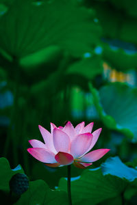 Close-up of lotus water lily in pond