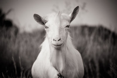 Smiling goat looking at the camera