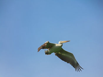 Low angle view of birds flying against blue sky