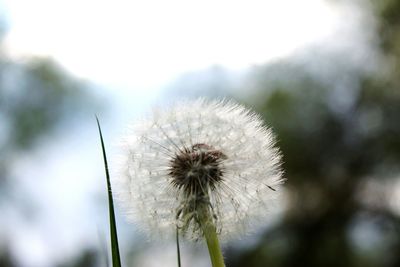 dandelion