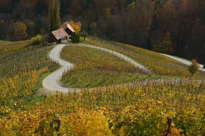 Scenic view of agricultural field during autumn