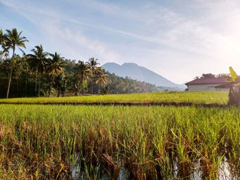 Scenic view of agricultural field against sky