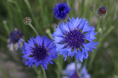 Close-up of purple flowering plants