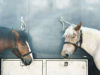 Horse standing in stable