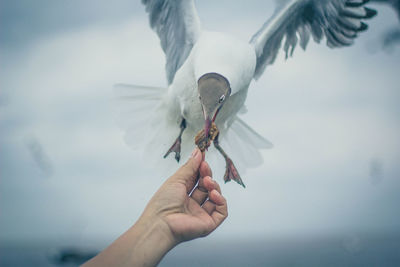 Cropped hand of person feeding seagull