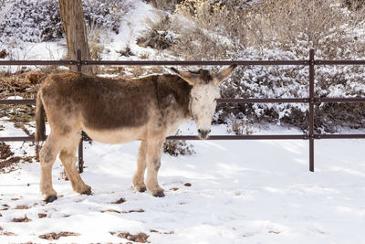 Adorable sturdy cream and brown donkey standing in snow staring 