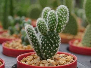 Close-up of cactus on table