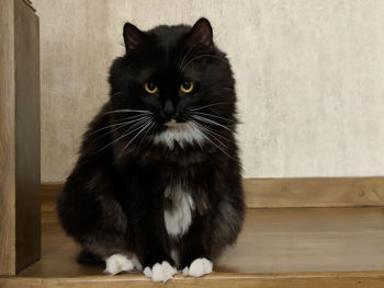 Portrait of black and white kurilian bobtail sitting on wooden shelf