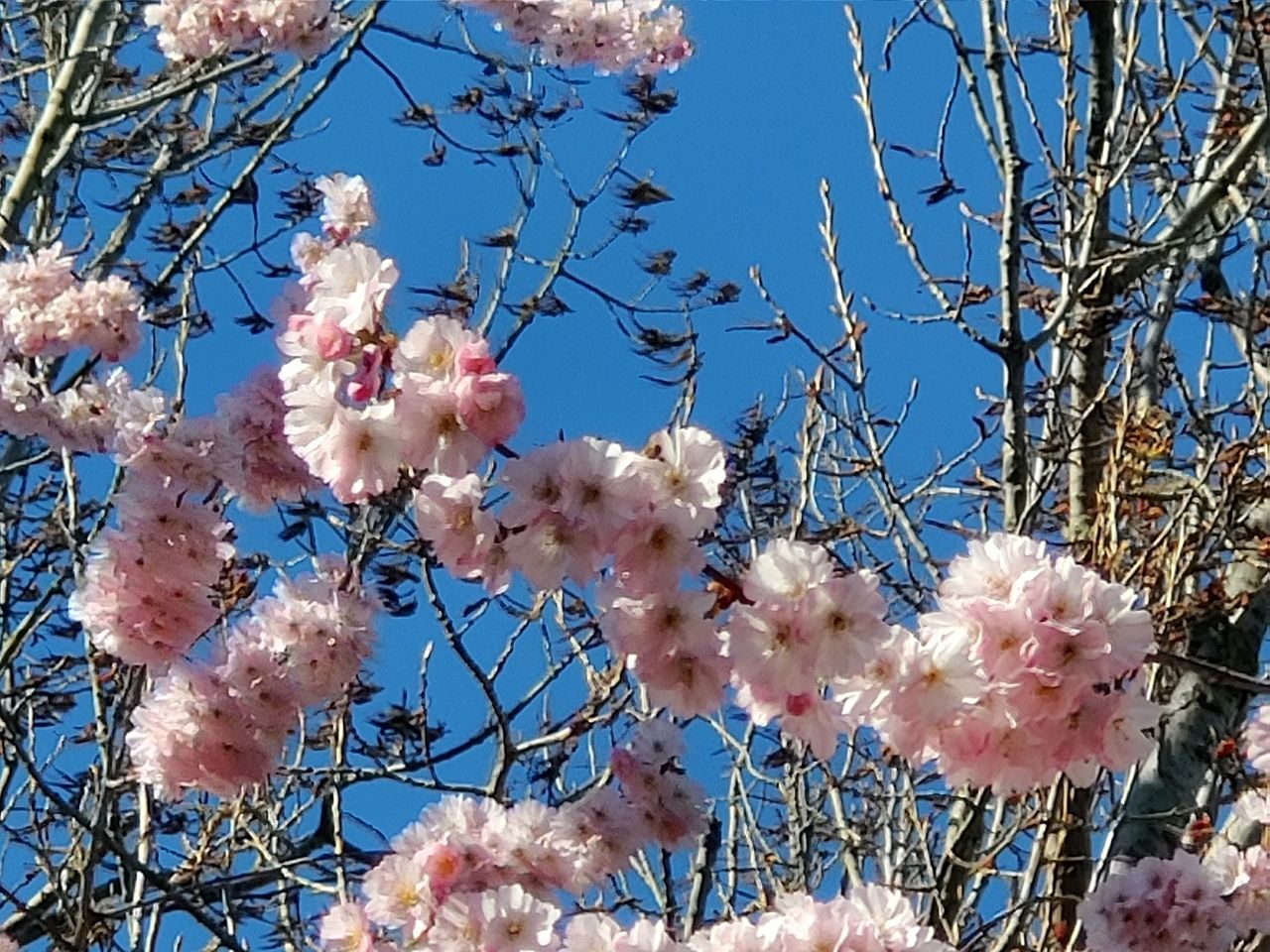 plant, flowering plant, flower, tree, branch, blossom, beauty in nature, fragility, growth, vulnerability, low angle view, nature, freshness, sky, cherry blossom, springtime, day, pink color, no people, twig, cherry tree, outdoors, spring, flower head, bunch of flowers
