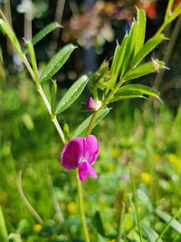 Close-up of pink flowering plant