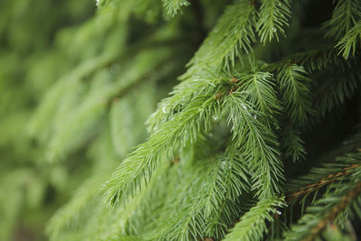 Close-up of pine tree branch