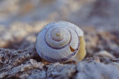 Close-up of shell on rock