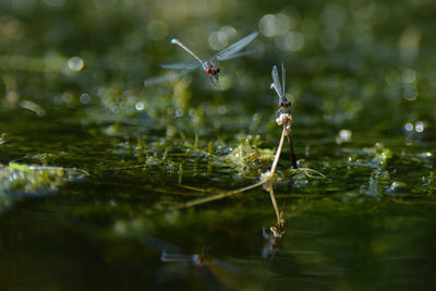 Close-up of insect on a lake