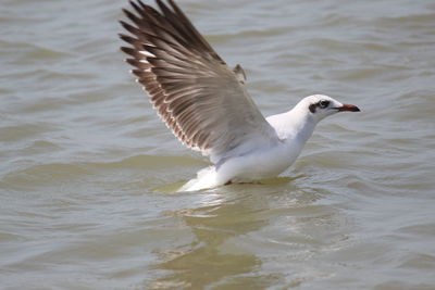 Seagull flying over sea