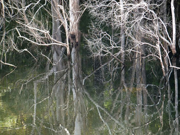 Full frame shot of bare trees in forest