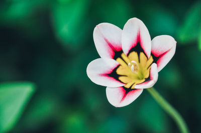 Close-up of pink flower