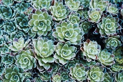 Full frame shot of plants