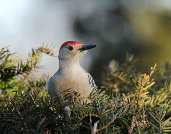 Close-up of a bird on field