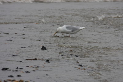 Seagull on beach