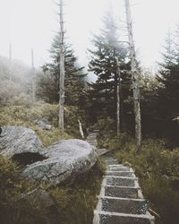 Walkway amidst trees in forest against sky