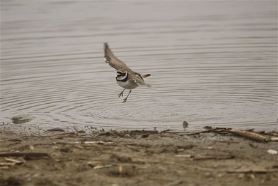 Close-up of a little ringed plover in flight