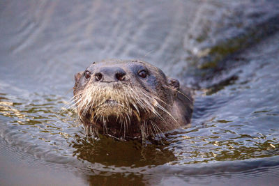 Adult river otter lontra canadensis in a pond in naples, florida