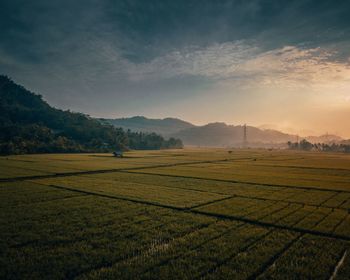 Scenic view of agricultural field against sky