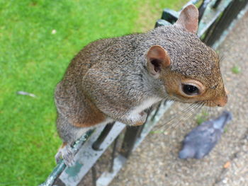 High angle view of squirrel on land