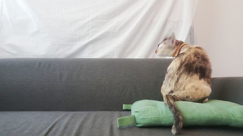 Cat relaxing on sofa at home