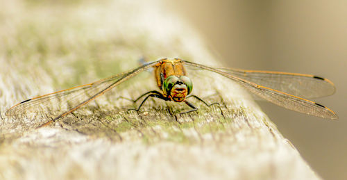 Close-up of damselfly on leaf