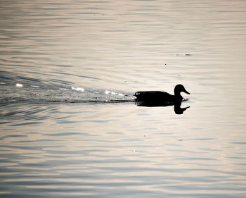 Silhouette duck swimming in lake