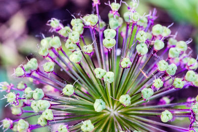 Purple flowers blooming in spring