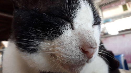 Close-up of cat with eyes closed