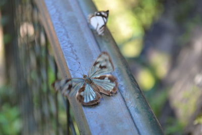 Close-up of spider on tree trunk