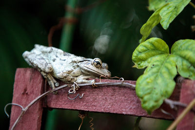 Close-up of lizard on leaf