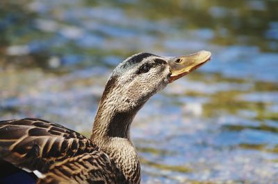 Close-up of female mallard duck